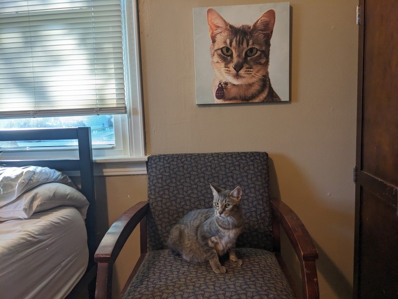 satura sitting on the chair below its portrait