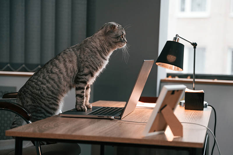 When Is Take Your Cat to Work Day? (Updated in 2026)