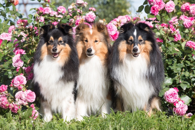 shetland sheepdogs in the garden