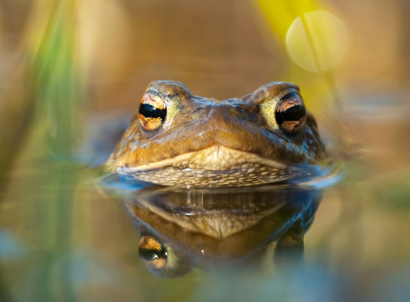 What Do Toads Eat? Vet-Reviewed Diet Facts & FAQ