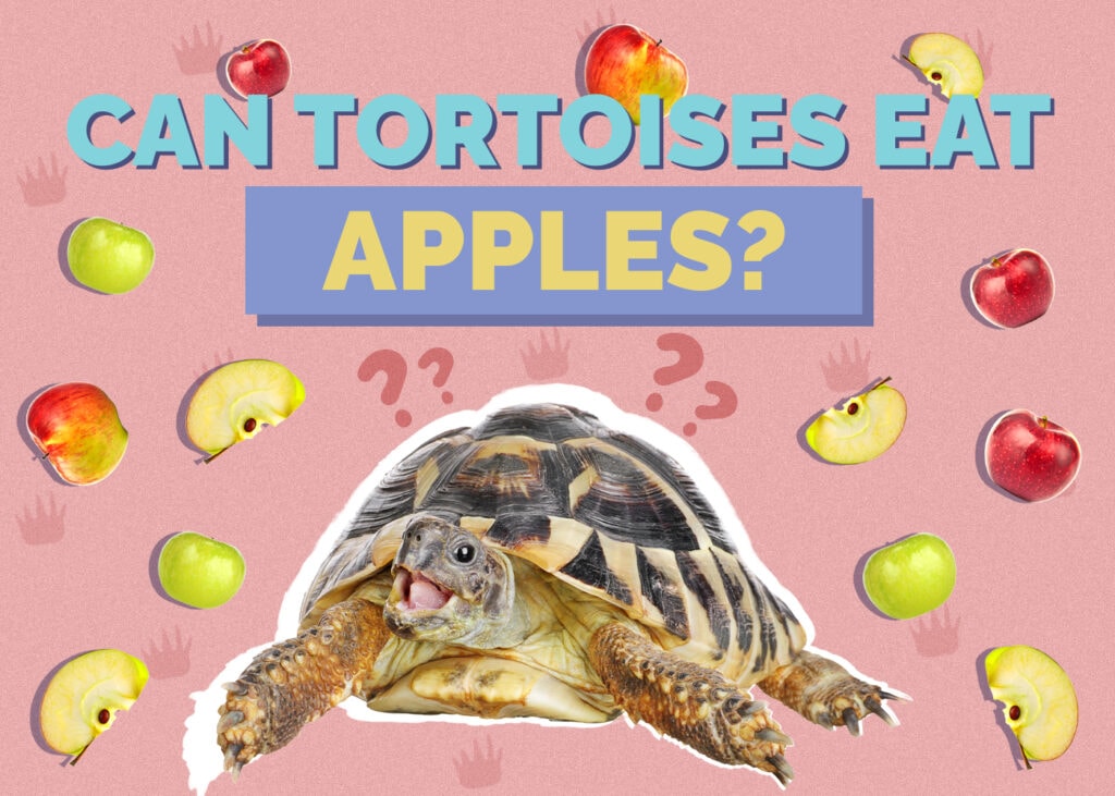 Can Tortoises Eat Apples? Vet-Reviewed Nutrition Facts & FAQ