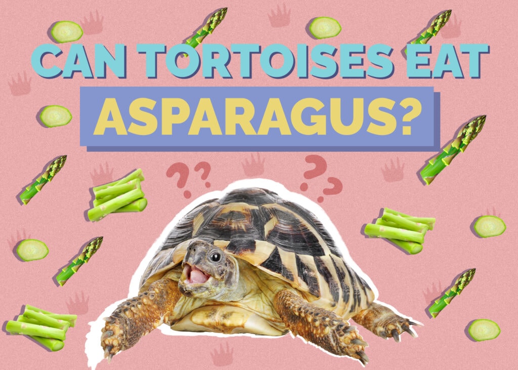 Can Tortoises Eat Asparagus? Vet-Reviewed Nutrition Facts & FAQ