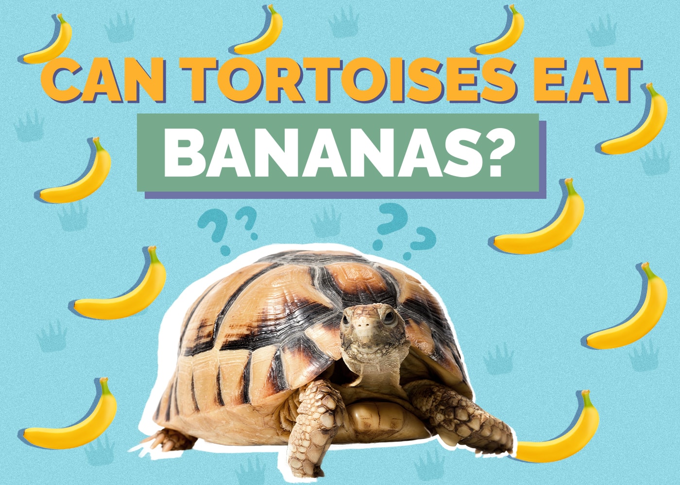 Can Sulcata Tortoises Eat Bananas? Vet Approved Nutrition Facts & FAQ
