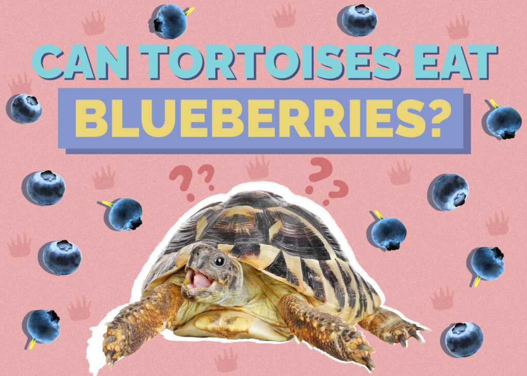 Can Tortoises Eat Blueberries? Vet-Reviewed Nutrition Facts & FAQ