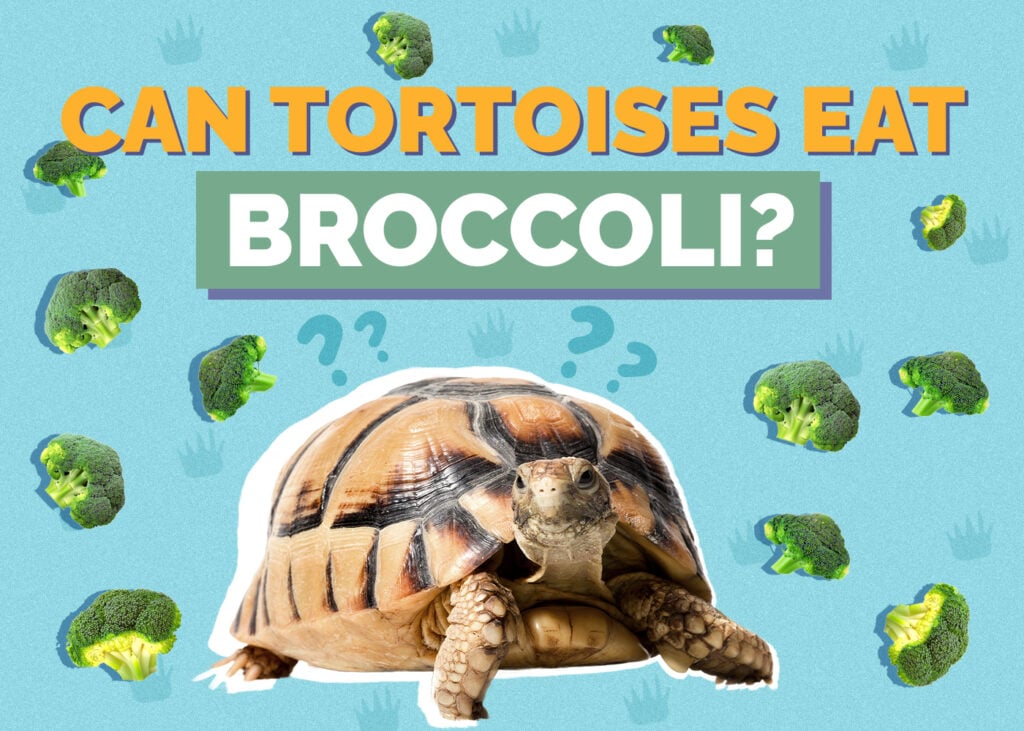 Can Tortoises Eat Broccoli? Vet-Approved Benefits & Risks