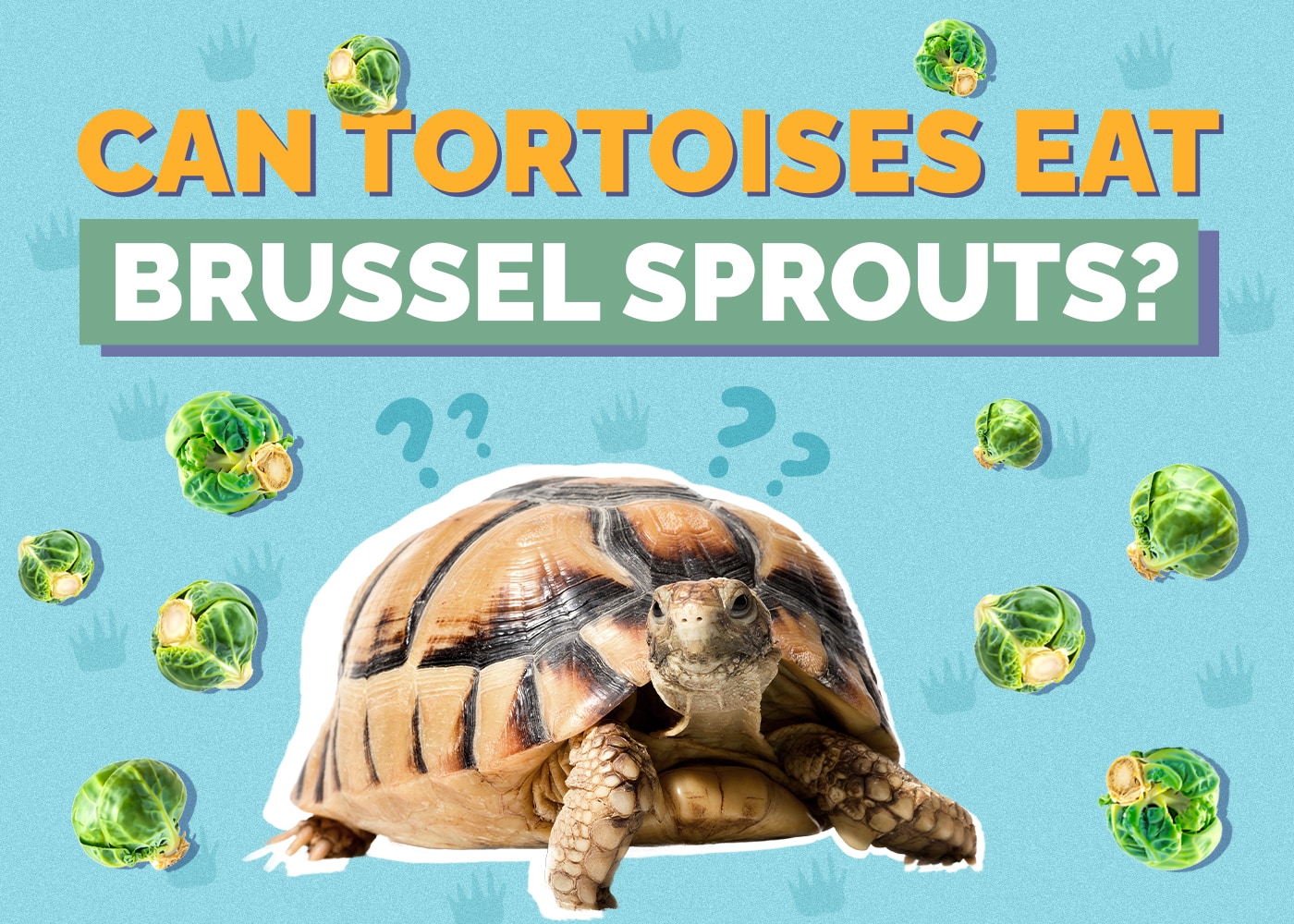 Can Tortoises Eat Brussel Sprouts? Vet Approved Nutrition Facts and FAQ