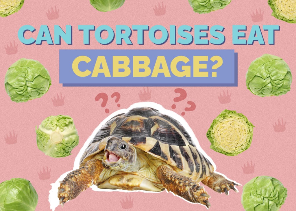 Can Tortoises Eat Cabbage? Nutrition Facts & FAQ