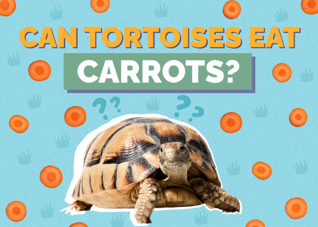 Can Tortoises Eat Carrots? Vet-Reviewed Nutrition Facts & FAQ