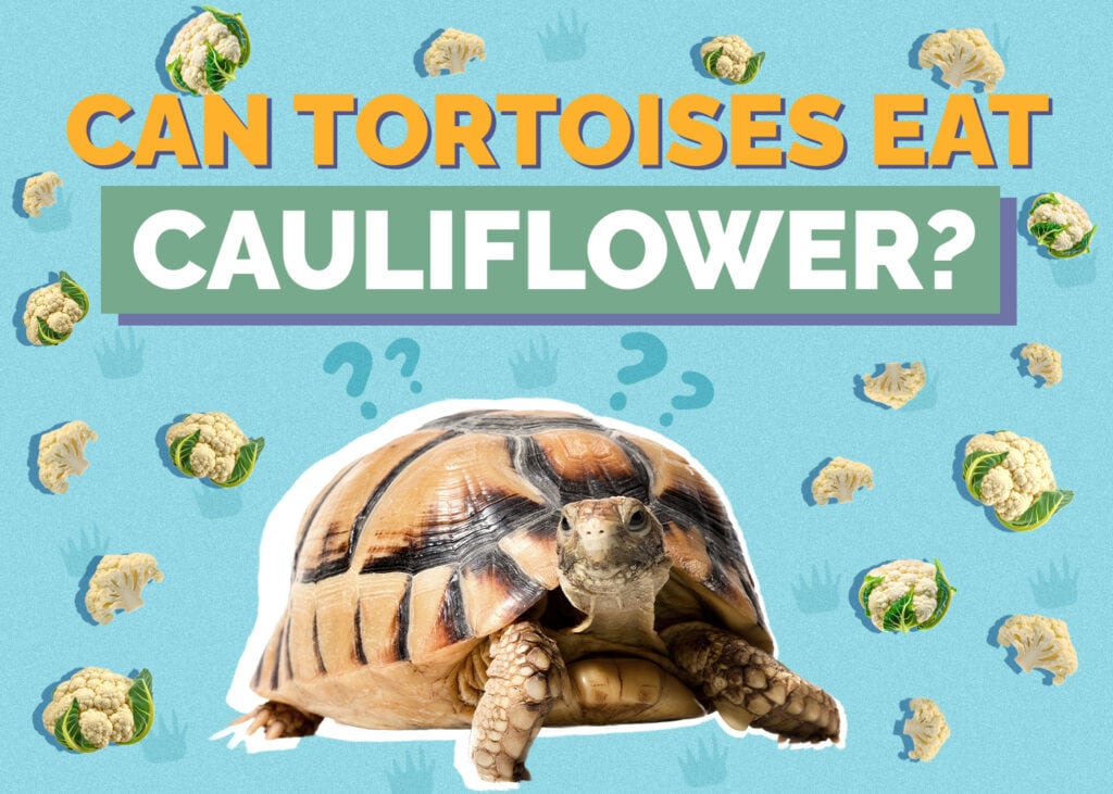 Can Tortoises Eat Cauliflower? Vet-Reviewed Nutritional Science & Info