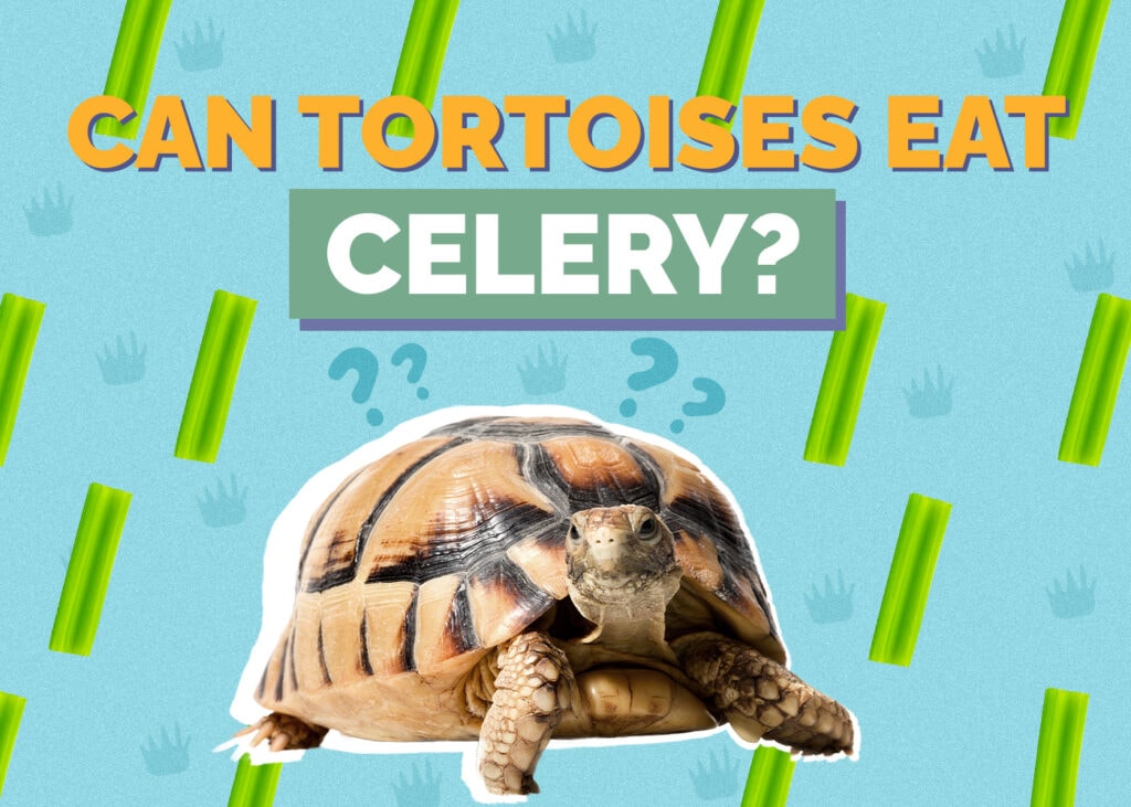 Can Tortoises Eat Celery? Vet-Approved Nutrition Facts & FAQ