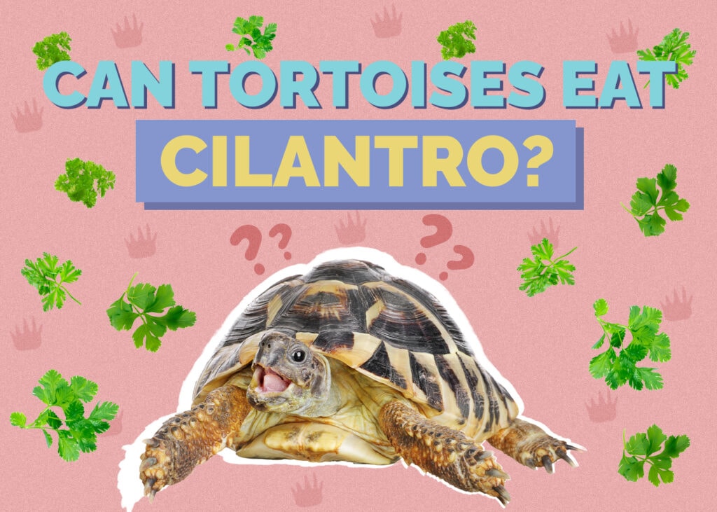 Can Tortoises Eat Cilantro? Vet-Reviewed Nutrition Facts & FAQ