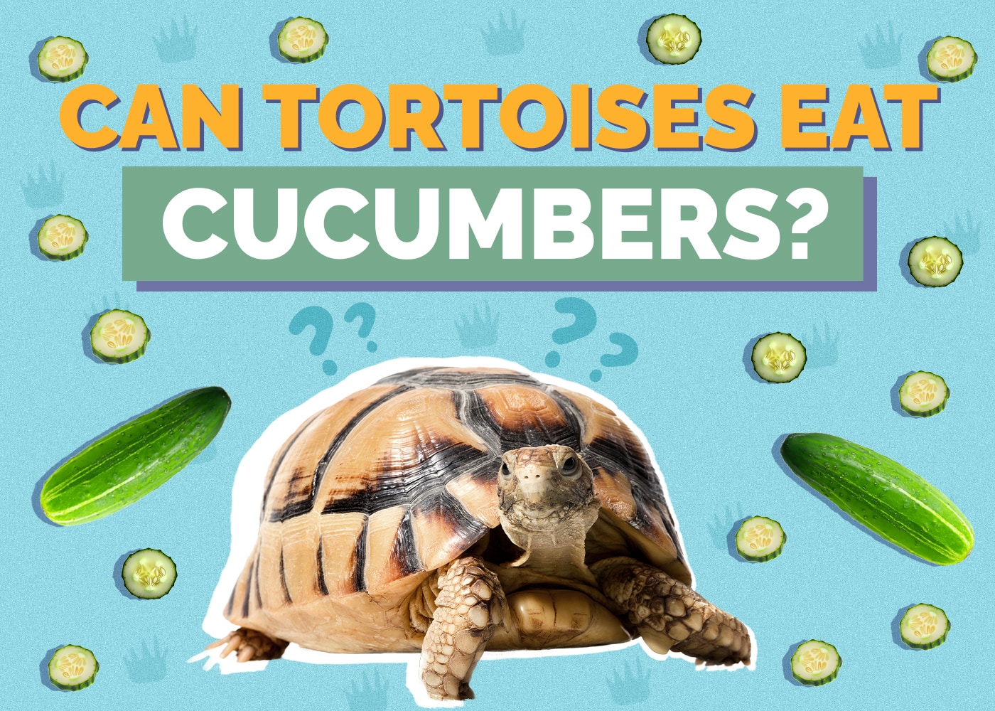 Can Tortoises Eat Cucumbers? Vet-Reviewed Nutrition Facts & FAQ
