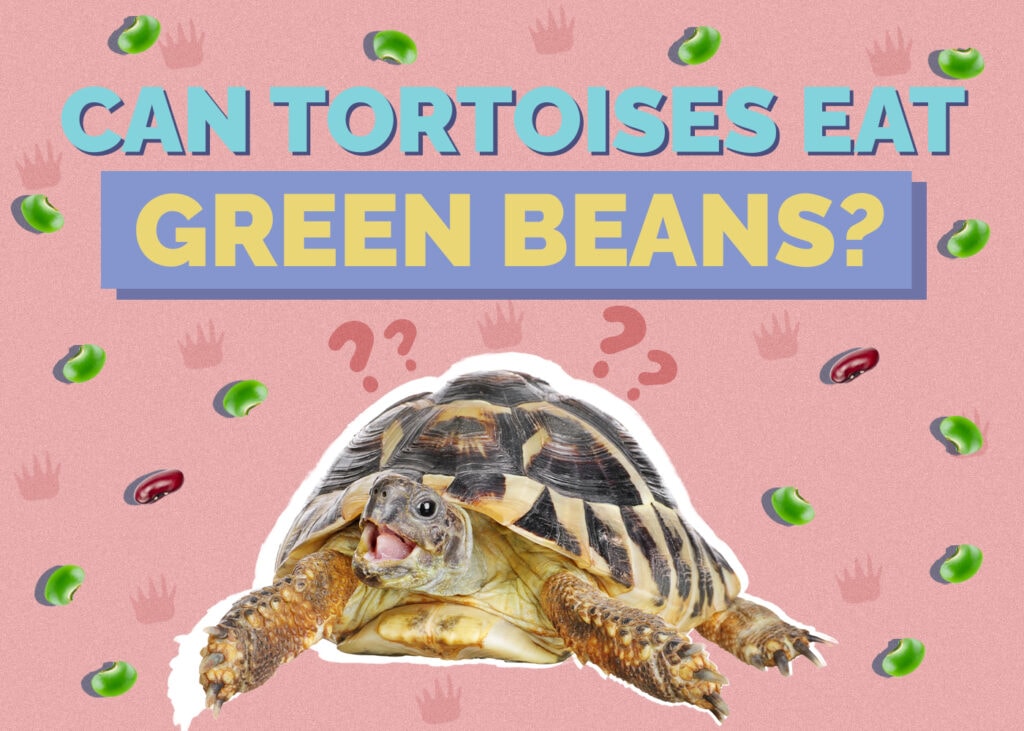 Can Tortoises Eat Green Beans? Vet-Approved Nutrition Facts & FAQ