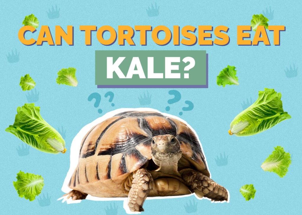 Can Tortoises Eat Kale? Vet-Reviewed Nutrition Facts & FAQ