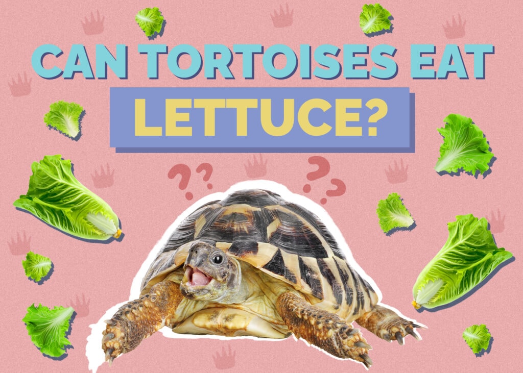 Can Tortoises Eat Lettuce? Vet-Reviewed Nutrition Facts & FAQ