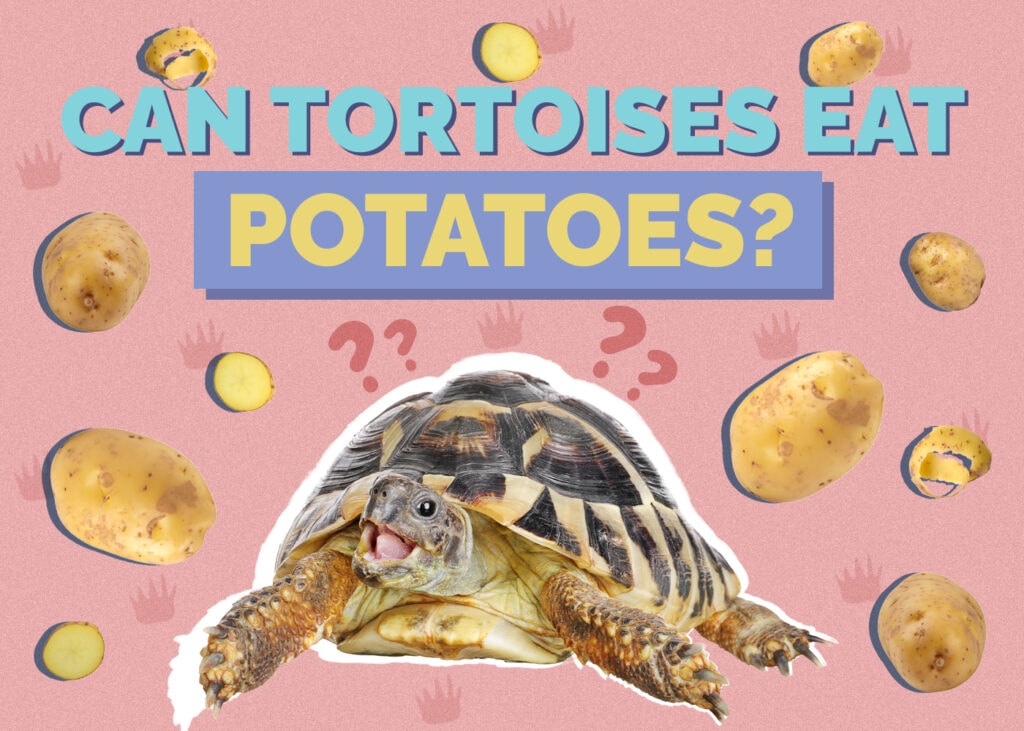 Can Tortoises Eat Potatoes? Vet-Reviewed Nutrition Facts & FAQ