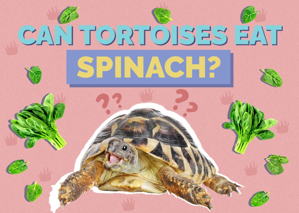 Can Tortoises Eat Spinach? Vet-Verified Nutrition Facts & FAQ