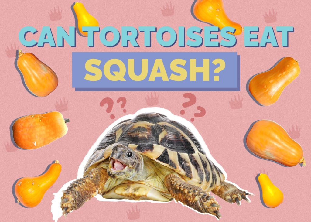 Can Tortoises Eat Squash? Vet-Reviewed Nutrition Facts & FAQ