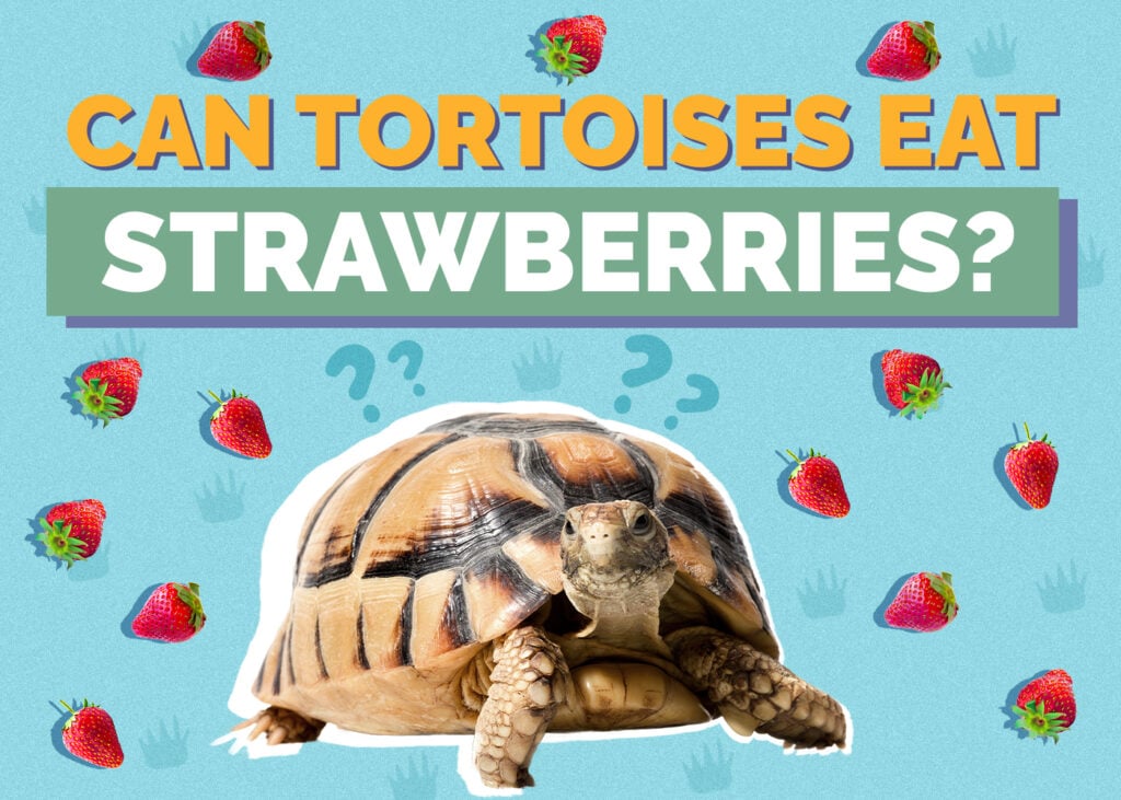 Can Tortoises Eat Strawberries? Vet-Reviewed Nutrition Facts & FAQ