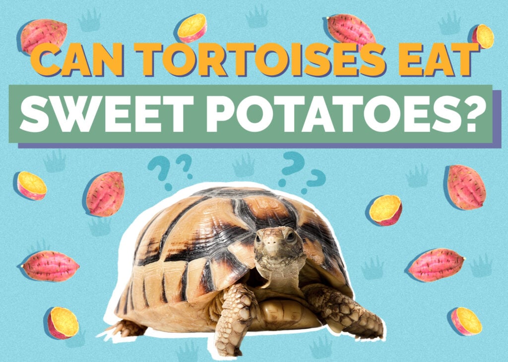 Can Tortoises Eat Sweet Potatoes? Vet-Approved Nutrition Facts & FAQ