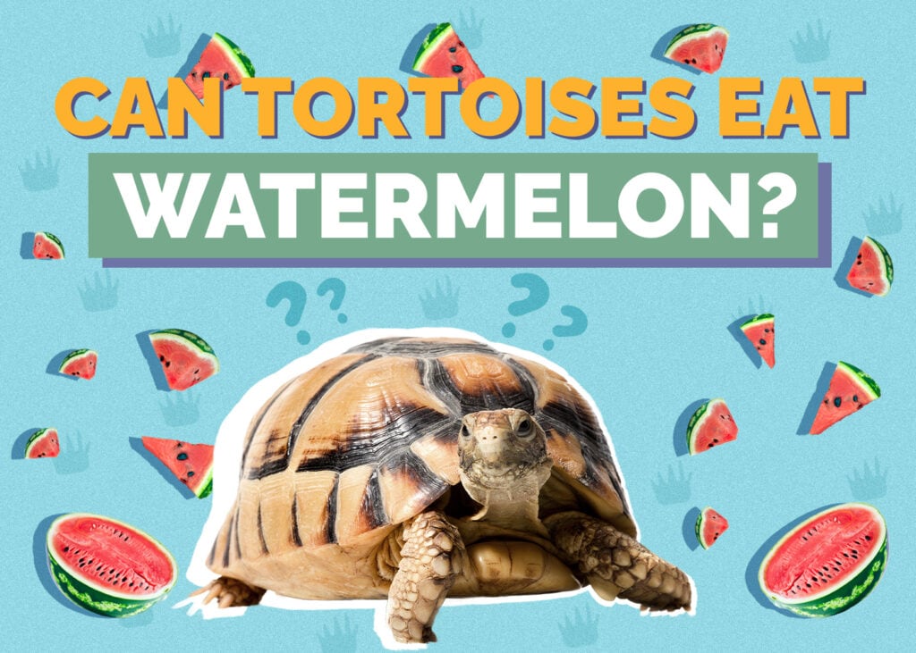 Can Tortoises Eat Watermelon? Our Vet Explains
