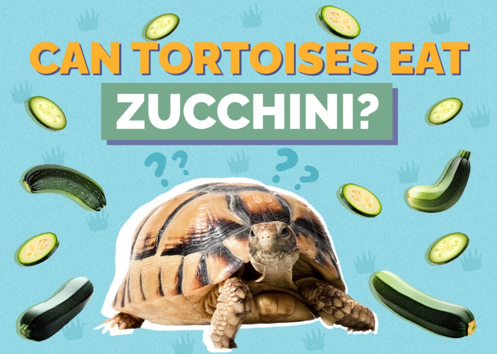 Can Tortoises Eat Zucchini (Courgette)? Nutrition Facts and FAQ