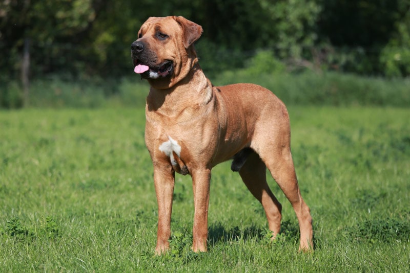 Tosa Inu (Japanese Mastiff): Pictures, Care Guide, Temperament & Traits