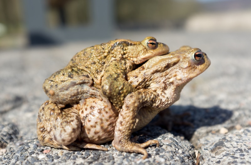 How Do Toads Reproduce? Vet-Approved Reproductive Science & Info