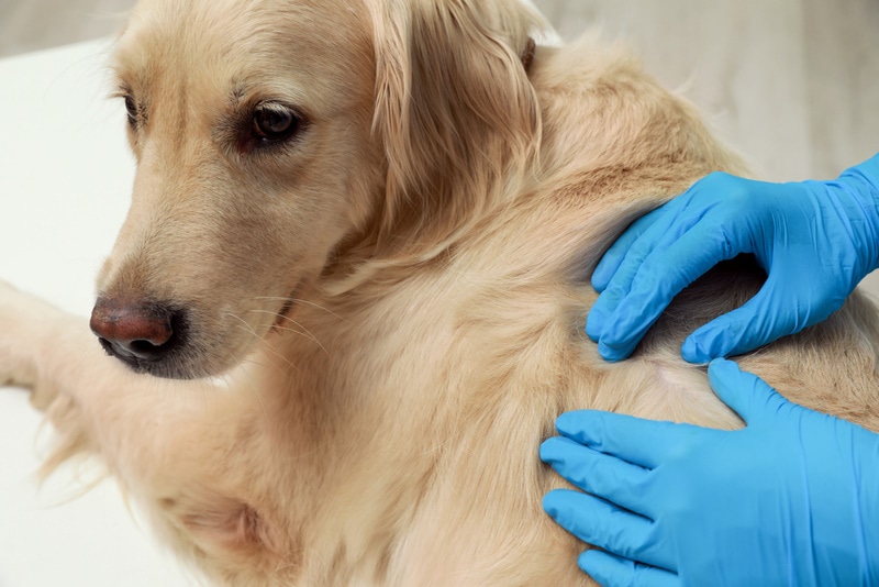 Folliculitis in Dogs: Causes, Signs & Treatments (Vet Answer)