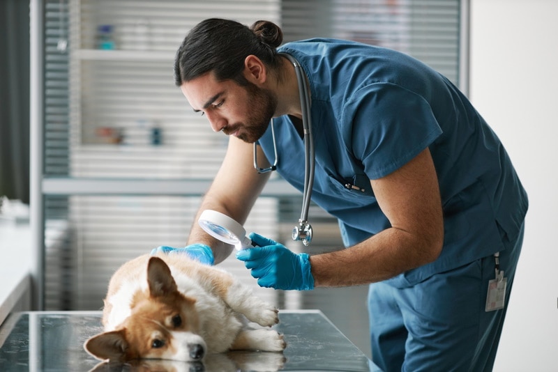 Vaginitis in Dogs: Causes, Signs & Treatment (Vet Answer)