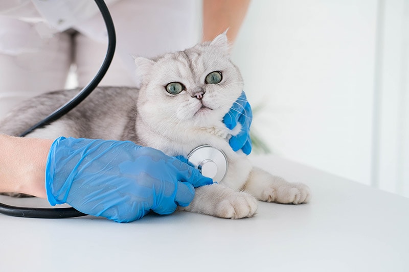 Cardiomyopathy in Cats: Treatment, Prevention & Signs (Vet Answer)
