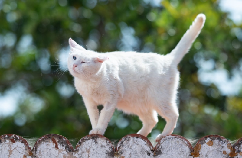 Why Is My Cat Shaking? 6 Vet-Approved Causes & FAQ
