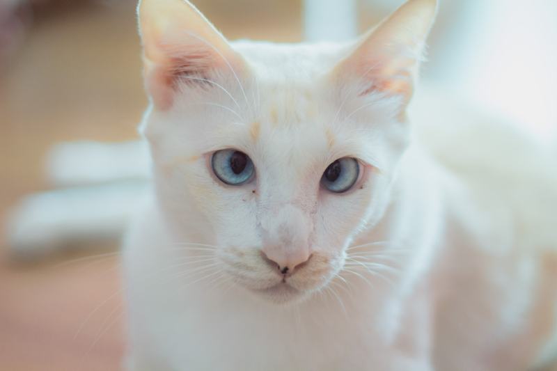Can Cats Have Down Syndrome? Our Vet Explains
