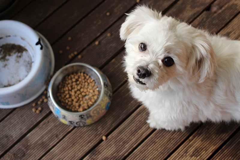 TBHQ In Dog Food: Vet-Reviewed Safety & Controversy Facts