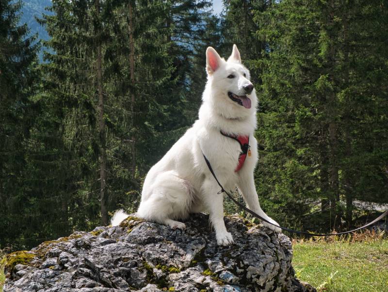 9 Best Dog Harness for Hiking 2026 - Reviews & Top Picks