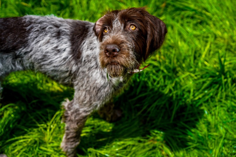 Why Does My Dog Chase Shadows? 6 Possible Reasons (Vet Reviewed)