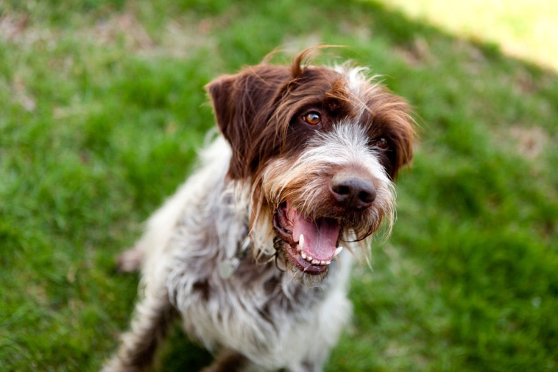 20 Wirehaired Pointing Griffon Mixes (With Pictures)