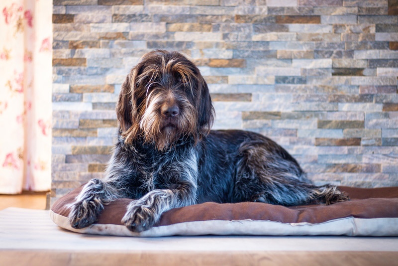 Are Wirehaired Pointing Griffons Hypoallergenic? Vet-Approved Facts