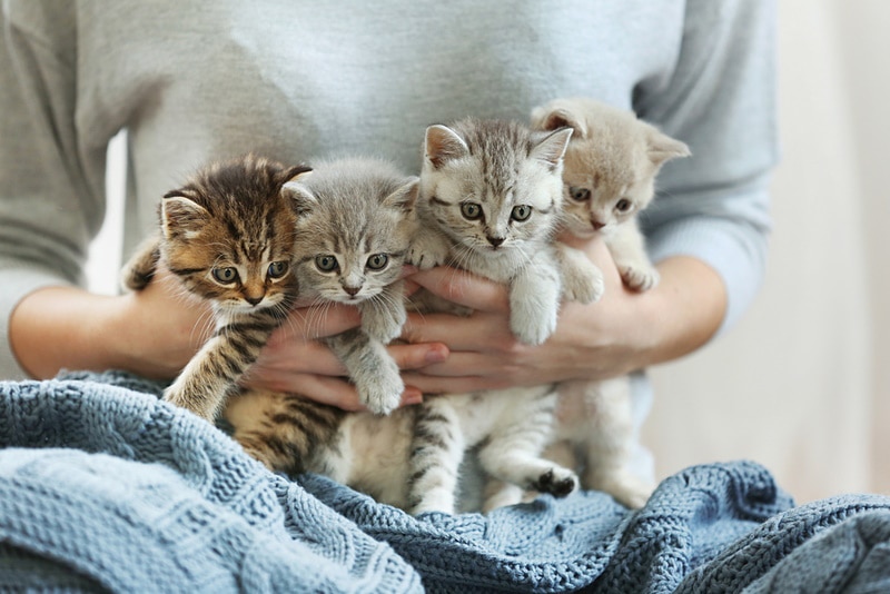How to Keep Kittens Warm: 8 Vet-Approved Methods