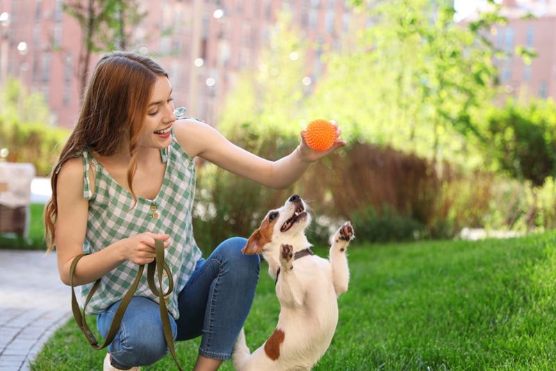 19 Most Playful Dog Breeds: Info, Pictures, Facts & History