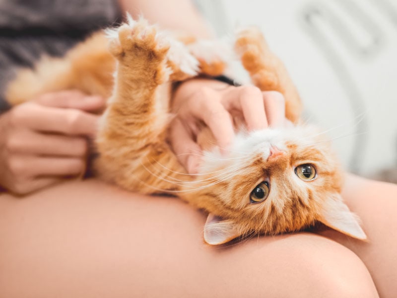 Are Cats Ticklish? Signs, Facts, & FAQ