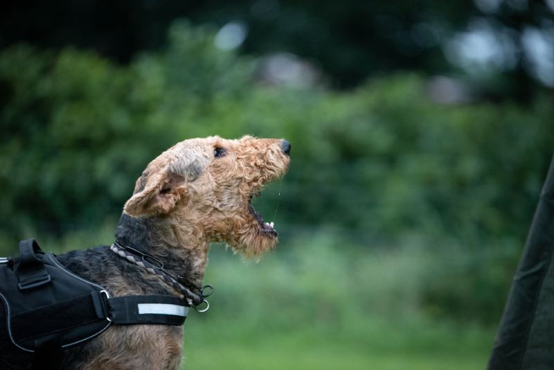 Is An Airedale Terrier a Good Guard Dog? Breed Temperament & Facts