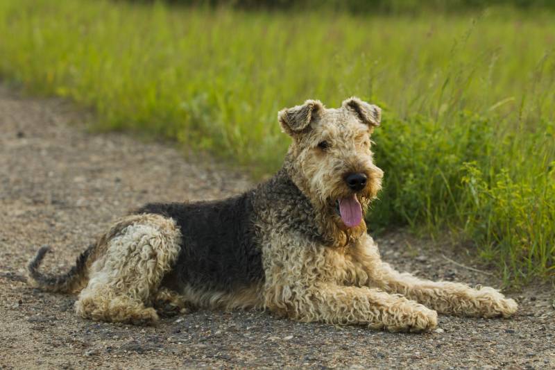 Airedale terrier dog lying on the road in the green grass sunny summer