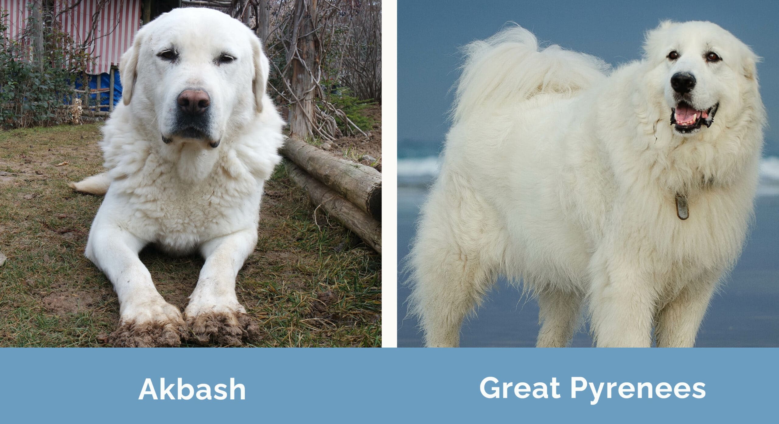 Akbash vs Great Pyrenees side by side