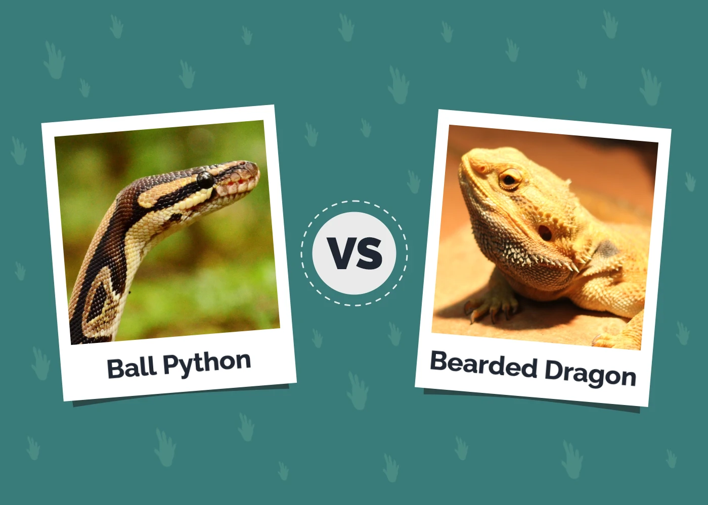 Ball Python vs. Bearded Dragon: The Key Differences (With Pictures)