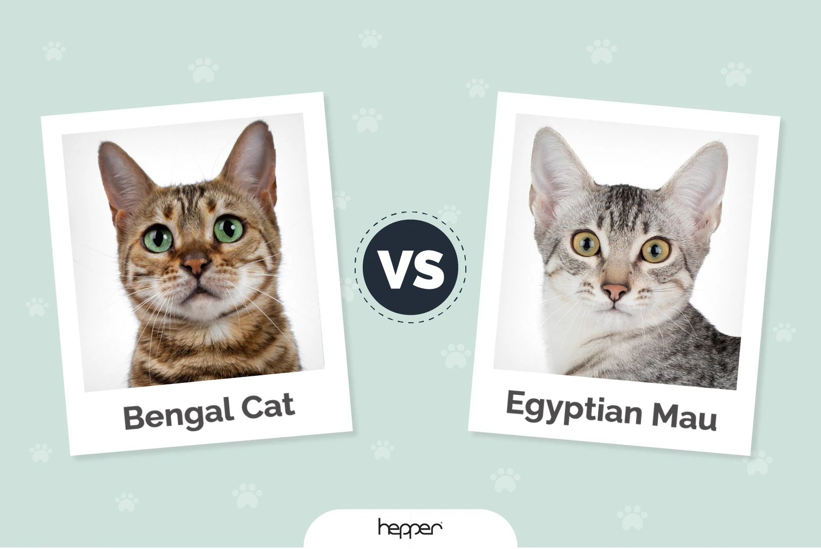 Bengal vs. Egyptian Mau: Differences Explained (With Pictures)