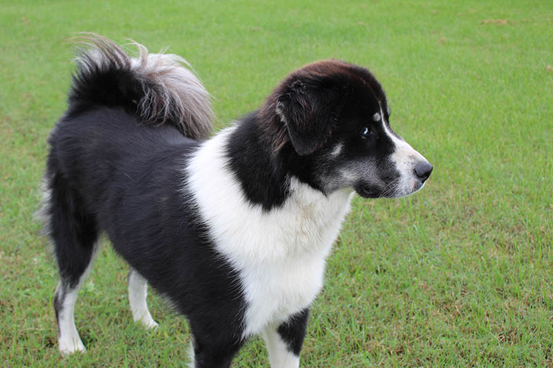 Black Great Pyrenees: Facts, Origin & History (With Pictures)