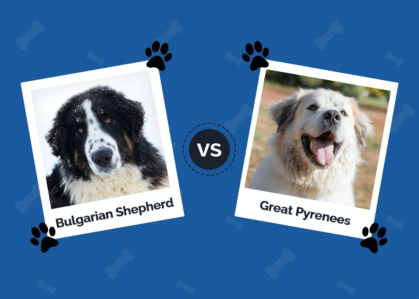 Bulgarian Shepherd (Karakachan) vs Great Pyrenees: Differences & Pictures