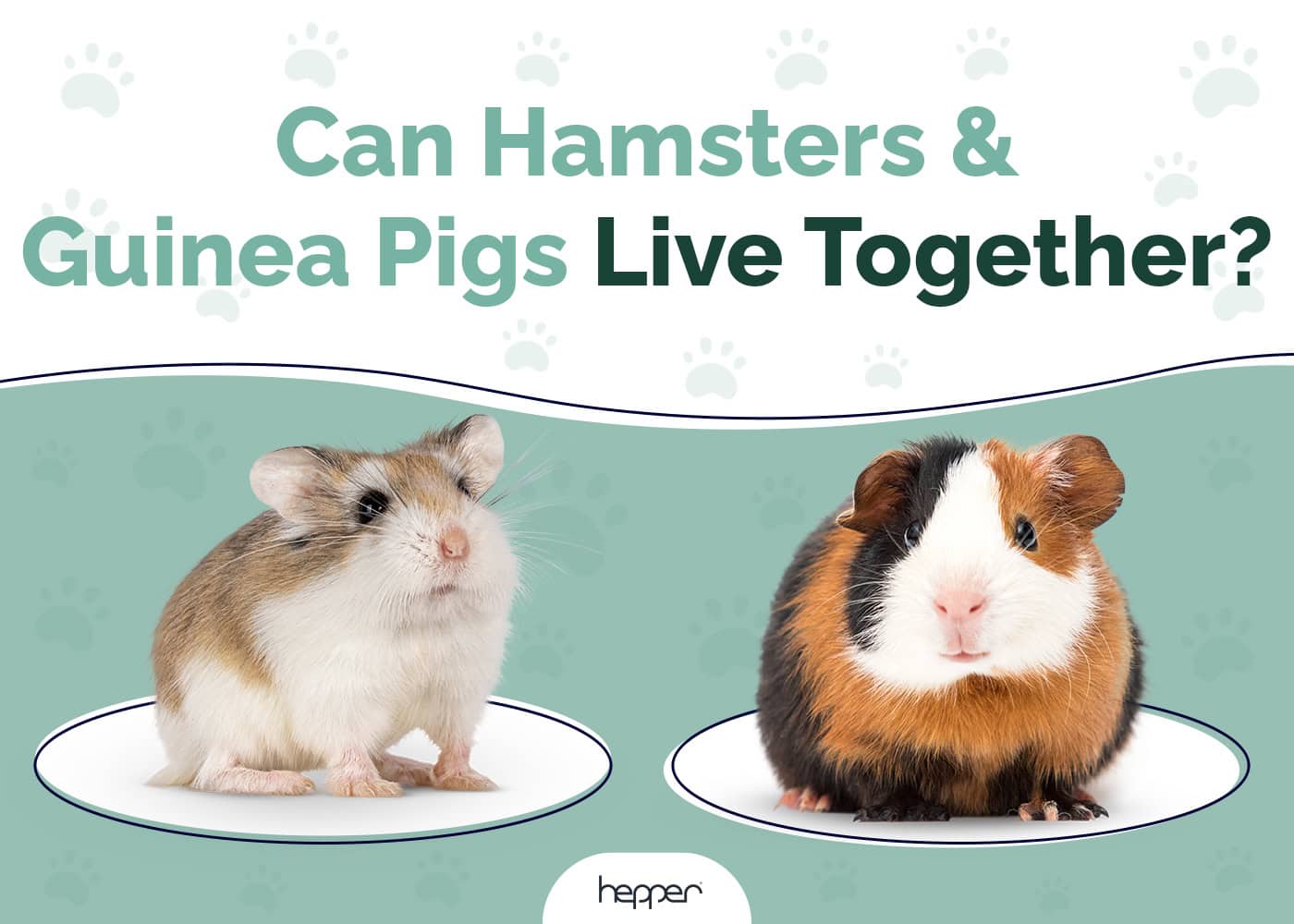 Can Hamsters and Guinea Pigs Live Together? Temperament Facts & Care Tips