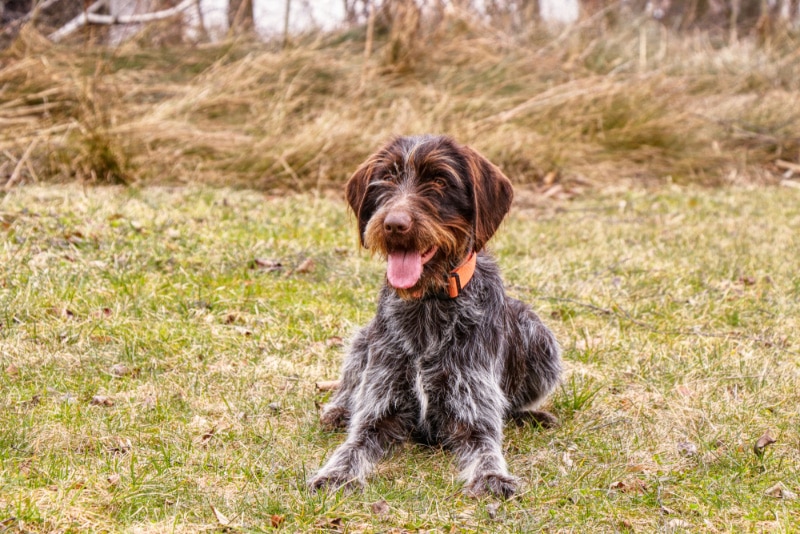 Cesky Fousek dog lying on grass